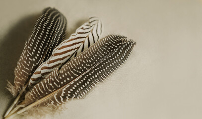 Close up of a sacred bird's natural feathers on a linen background