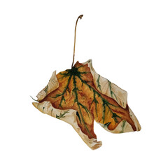 Naklejka premium Watercolor dry maple leaf on a white background.