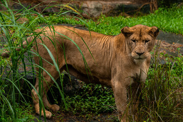 A portrait of a lioness standing in grass in a park in Africa