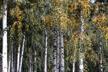 Russian nature and culture. Beautiful background of birch trunks, wood texture. Birch with autumn leaves.