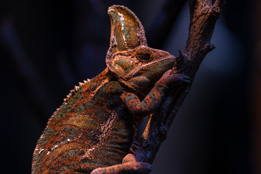 Beautiful colof of chameleon panther on branch, animal closeup
