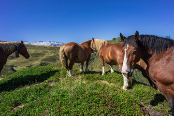Fototapeta premium grazing horses, in front of the Maladeta massif, Montcorbison, Aran Valley, Lérida province, Spain