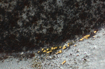 Gold in the pan