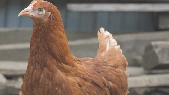 Portrait of a young colorful laying hen