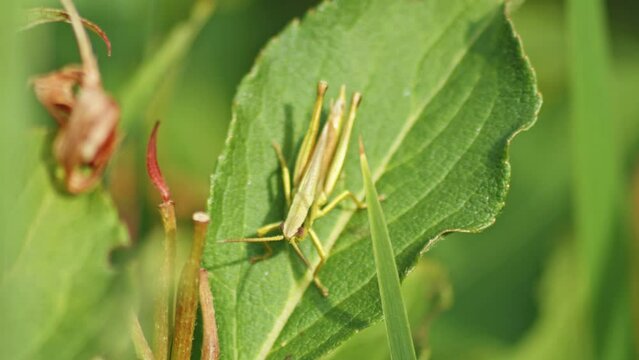 Macro of Green bush cricket producing sound by rubbing together its legs (called Stridulation) on a leaf, shot against blurred background.