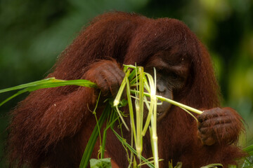 Adult orangutan smelling and eating a huge amount of the green grass