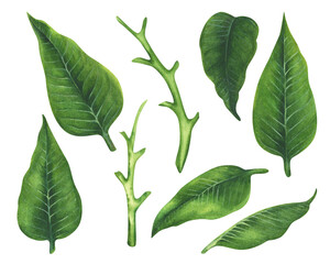 Watercolor Christmas poinsettia green leaves