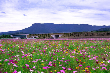 三光のコスモス