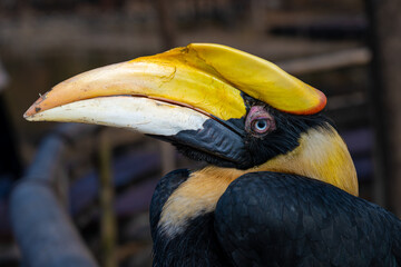 Close up of a hornbill at the zoo