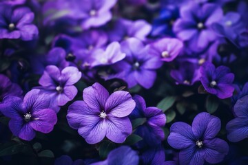 Purple Petaled Flowers