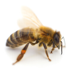 Bee on white.
