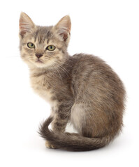 Kitten on white background.