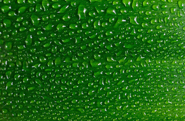 Water drops on fresh green leaf.