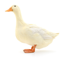 Duck on white. - 660295164