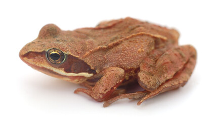 Small brown frog.