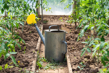 Watering can in a greenhouse with growing tomatoes plants in the countryside