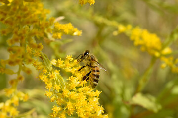 A bee sits on yellow flowers.