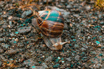 snail crawling on the stone.