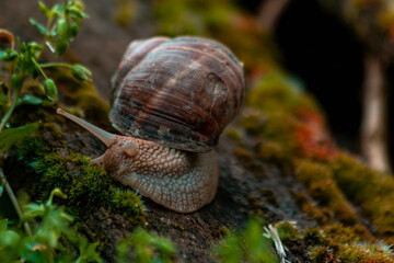 Cute snail crawling on the ground.