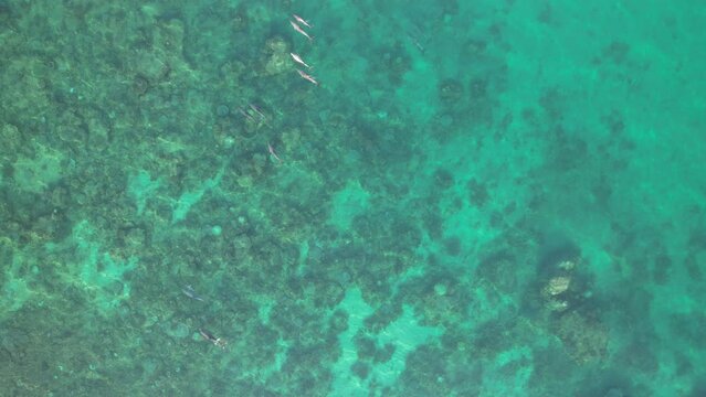 Aerial video of a group of bottlenose dolphins swimming in the shallow waters of Exmouth gulf. Corals gardens in Ningaloo reef, western australia.