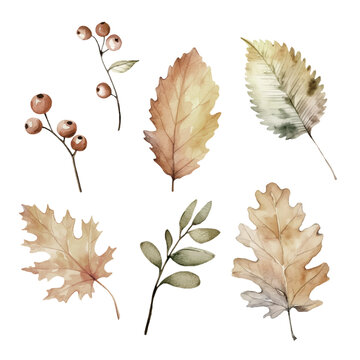 Watercolor vector yellow collection of autumn floral forest elements, isolated on white background. Set contains fall essential like dried ash, aspen, oak, maple leaves, forest rowan berries.