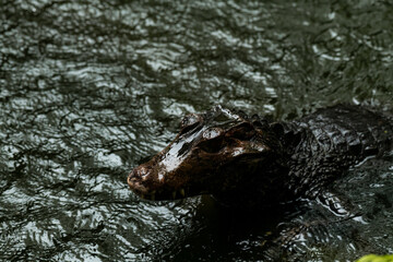 Caiman in the water. The yacare caiman also known commonly as the jacare caiman