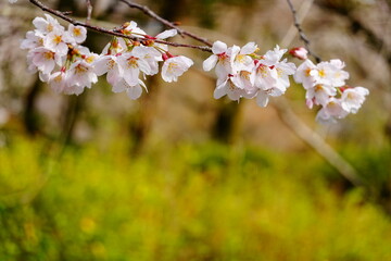桜の枝と春の背景