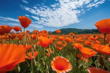 wide-angle shot of a sea of annual poppies