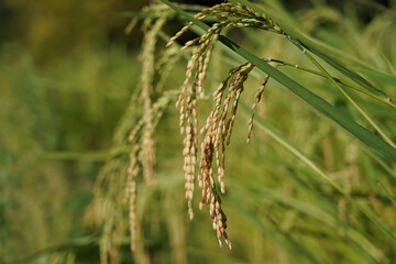 Ear of Rice, Japanese rice field