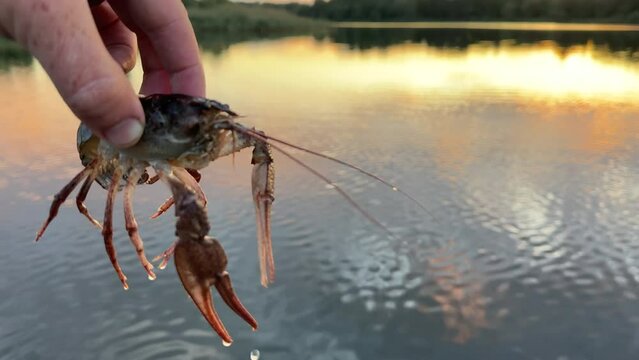 Crayfish in fisherman's hand on  lake. Illegal Catching crayfish and illegal Crayfishing on river. Iillegal fishing. Crawdads, are crustaceans that live in freshwater environments throughout world