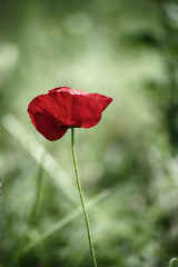 Fototapeta premium Red spring poppy