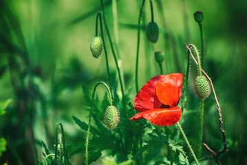 Obraz premium Red spring poppy