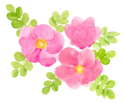 ハマナスの花の水彩画
