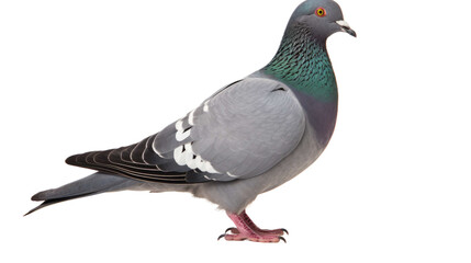 pigeon isolated on transparent background