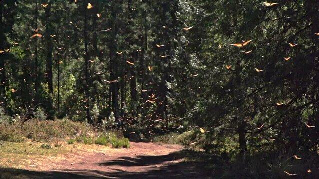 A massive swarm of monarch butterflies over a path in the forest.