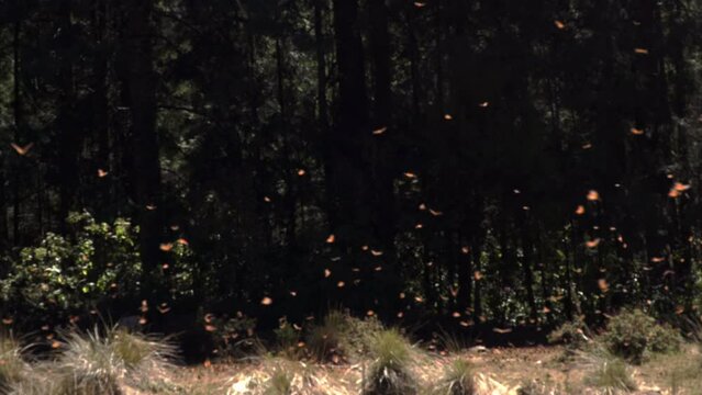 A large swarm of monarch butterflies in a sunny opening in the forest.