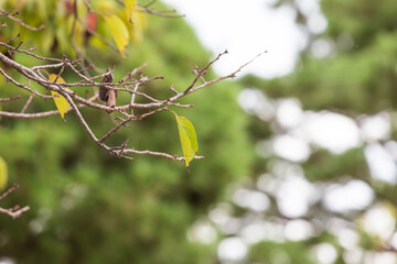Few leaves left on tree branches. early fall, autumn