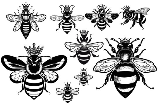Queen Bee Bundle: Elegant Vector Illustrations Celebrating the Royal World of Bees