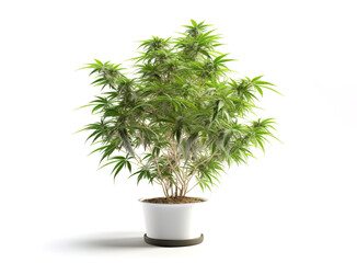 Image of cannabis tree on white background. Illustration, Generative AI.