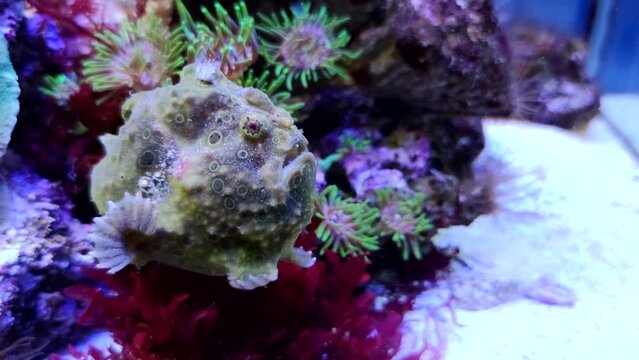 Untitled ProjectClose-up view of Brown painted frogfish (Antennarius pictus, belongs to anglerfish) lying on aquarium floor by colourful sea anemones and corals. 4K resolution video. Animals in the wi