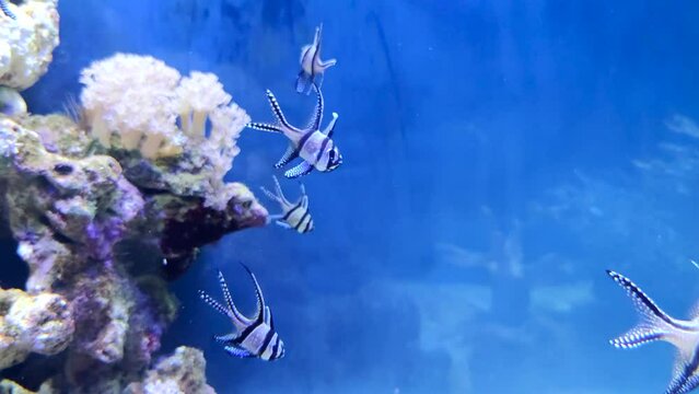 Group of small striped black and white Banggai cardinalfish (Pterapogon kauderni) swims next to corals in blue saltwater aquarium. Soft focus. Slow motion video. Tropical fish theme.