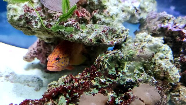 Close-up view of poisonous Cephalopholis miniata (coral grouper, coral trout or vermillion seabass) swimming under stones in saltwater aquarium. Soft focus. Slow motion video. Tropical fish theme.