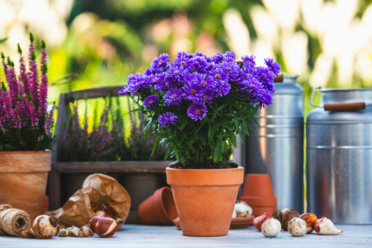 Autumn asters and heathers on a garden table