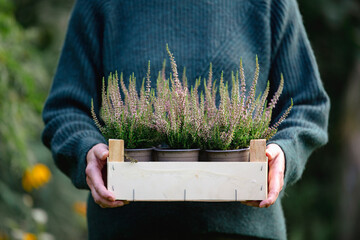 Person with heather seedlings in the garden