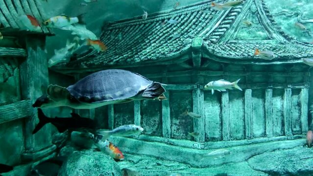 Pig-nosed turtle (Carettochelys insculpta) swims in decorative pond next to koi fishes (or nishikigoi, colored varieties of the Amur carp). Slow motion video. Endangered species theme.