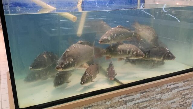 Close-up view of group of live Cyprinus carpio (Eurasian carp or common carp) fish swimming in freshwater fish tank in supermarket. Soft focus. Slow motion video. Fish industry theme.