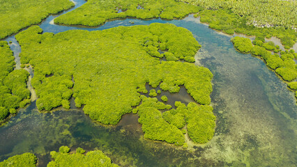 Mangrove trees in the water on a tropical island. An ecosystem in the Philippines, a mangrove forest.