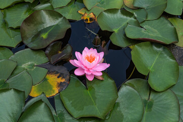 Pink nymphaea flowers on the pond surface.