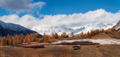 Impressive autumn panoramic landscape. Red autumn larch trees on the background of snowy peaks under clouds, autumn in the Altai mountains.