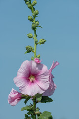 Close up of pink common hollyhock (alcea rosea)  flowers in bloom